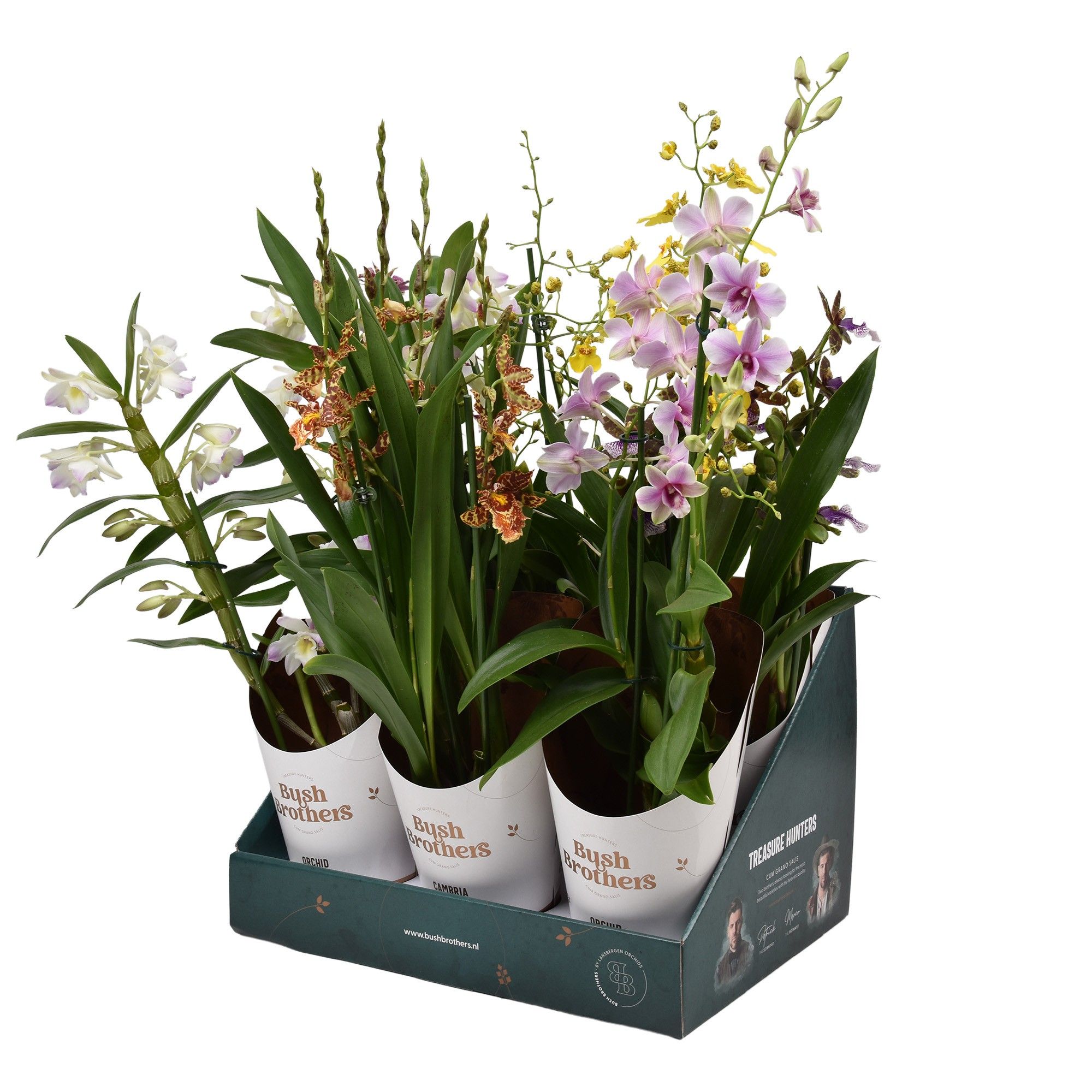 Orchideeën mix 3 tak 12 cm in Bush Brothers showdoos met potcover, D 12