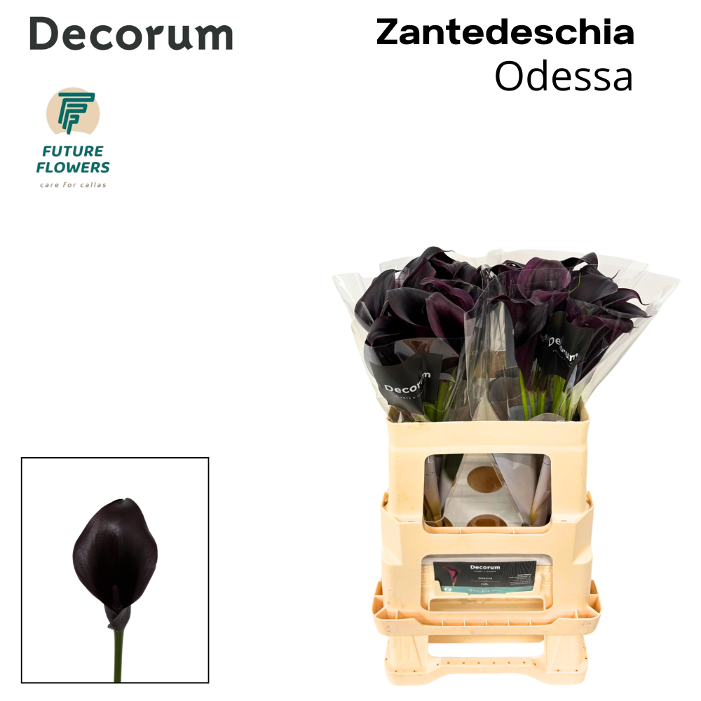 Калла Одесса 55, шт.