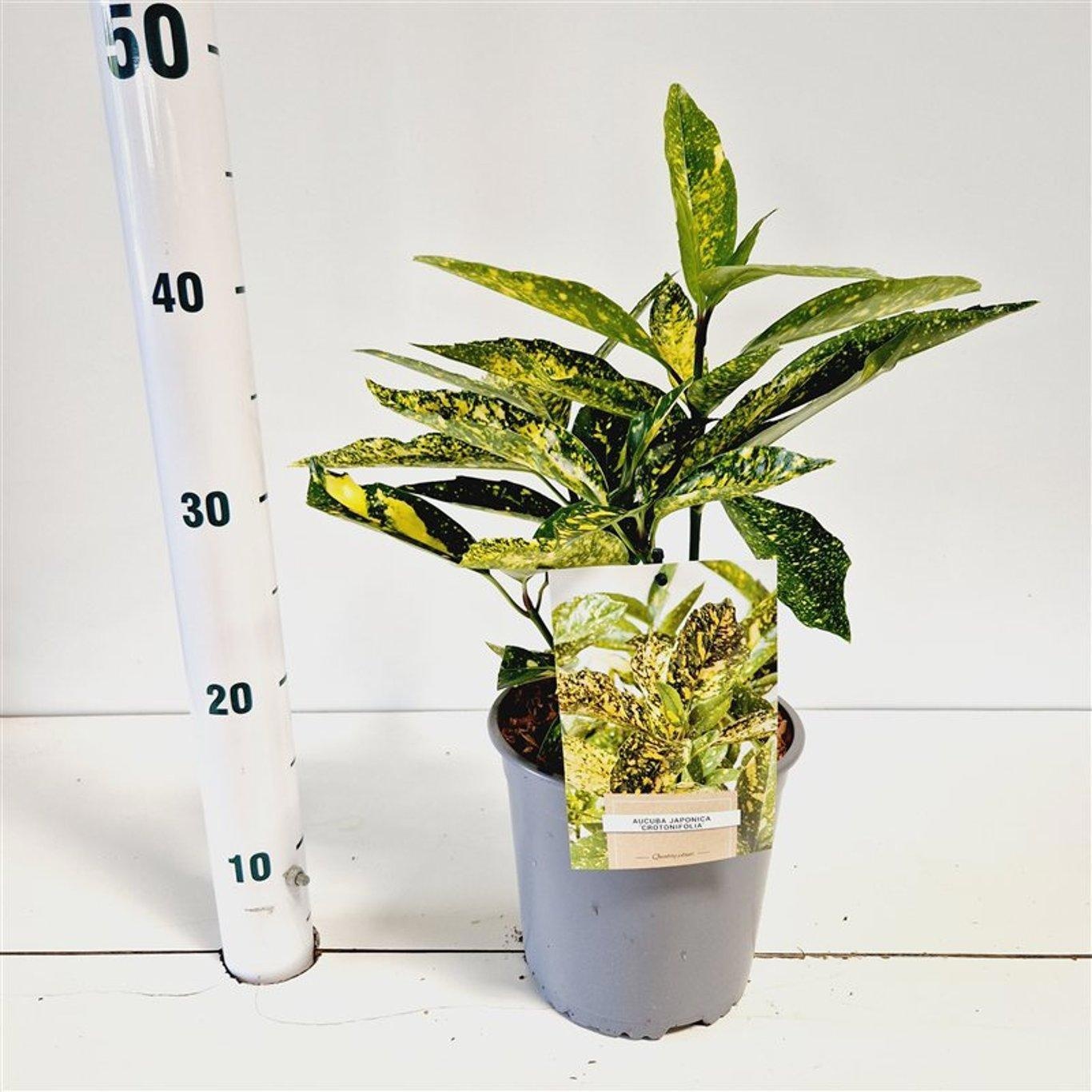 Aucuba japonica 'Crotonifolia', D 17