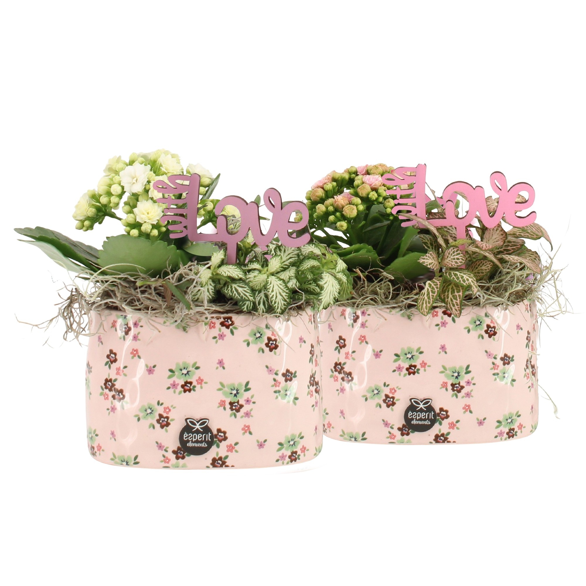 21737: Lovess arrangement, D 14