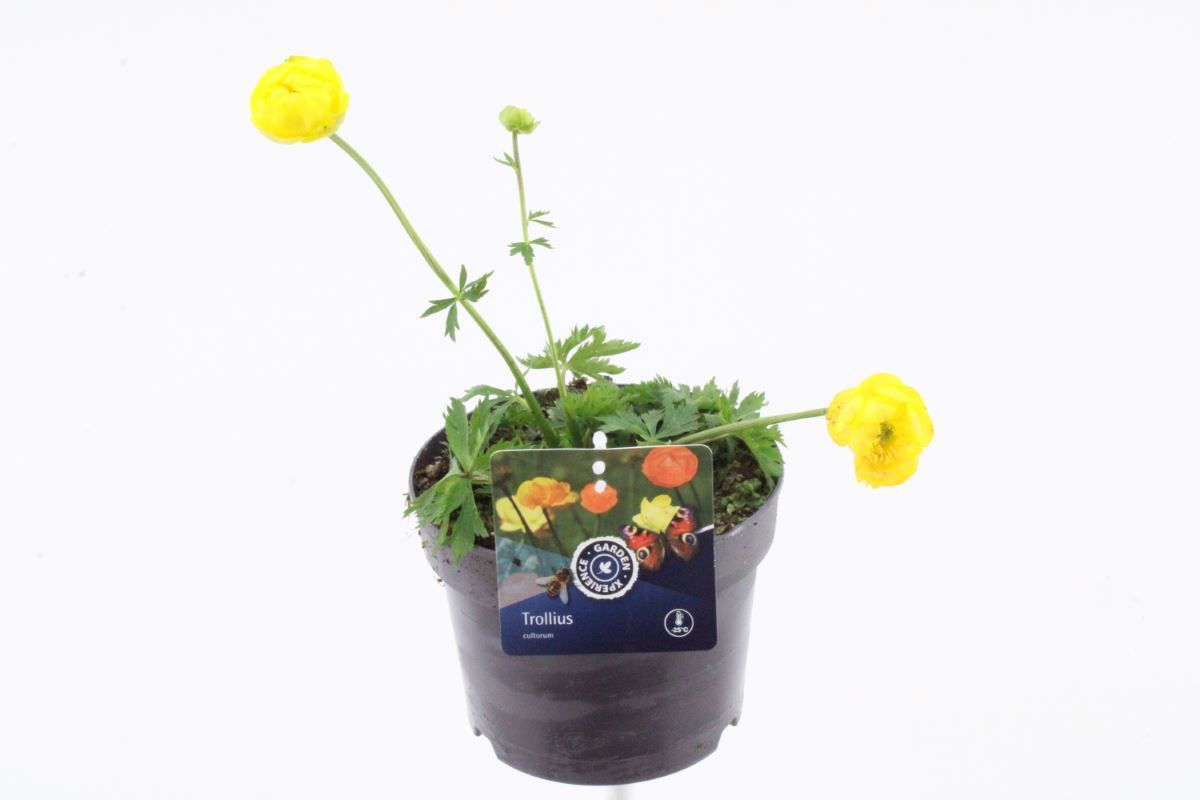 Trollius Lemon Queen, D 17