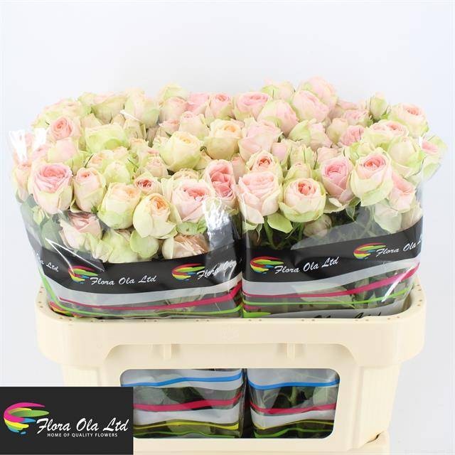 Роза куст. РЛМ Инь Кристин 70, шт.