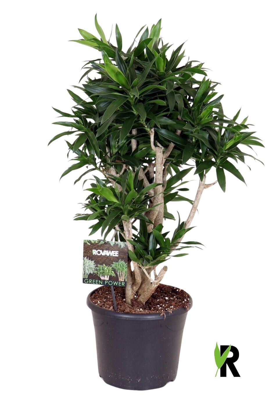 Dracaena reflexa vertakt, D 30