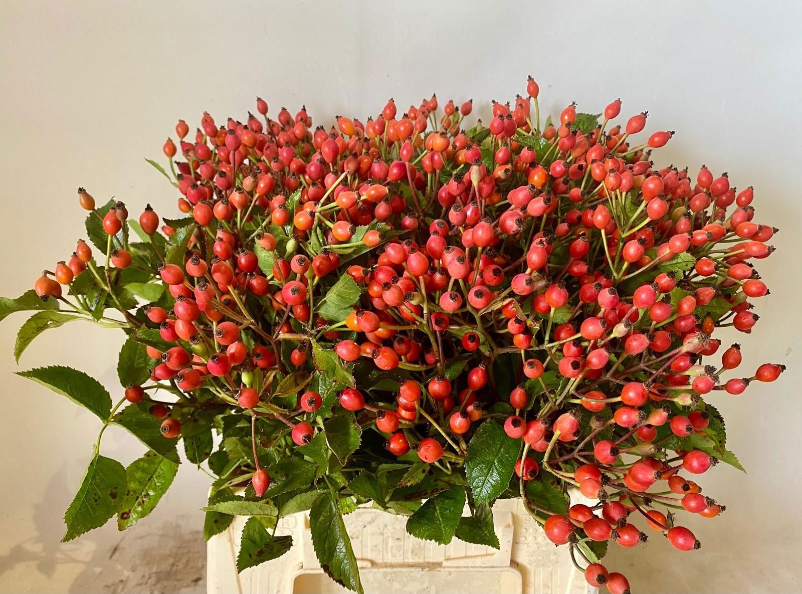 Рузботель Мэджикал Миракл 40, шт.