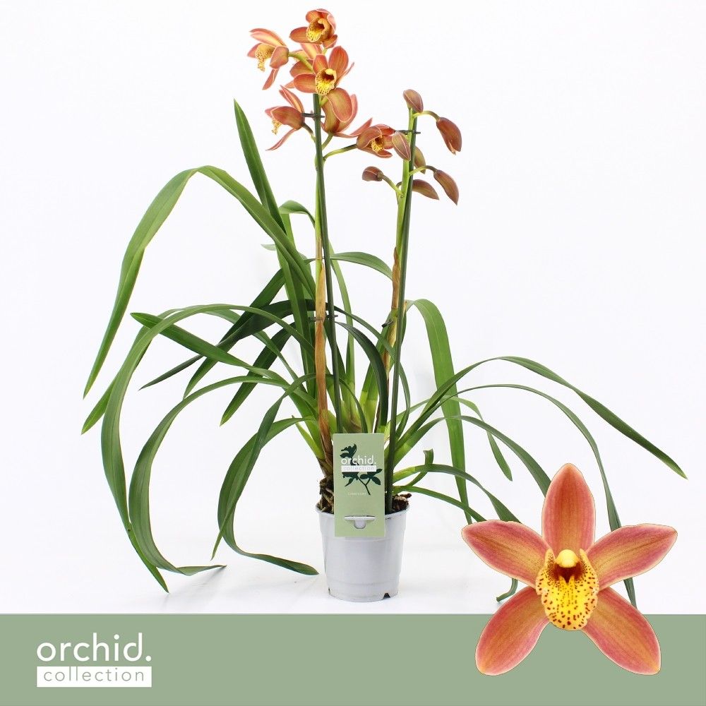 Cymbidium, Wilhelmina 2-spike 'Orchid Collection', D 12 cm