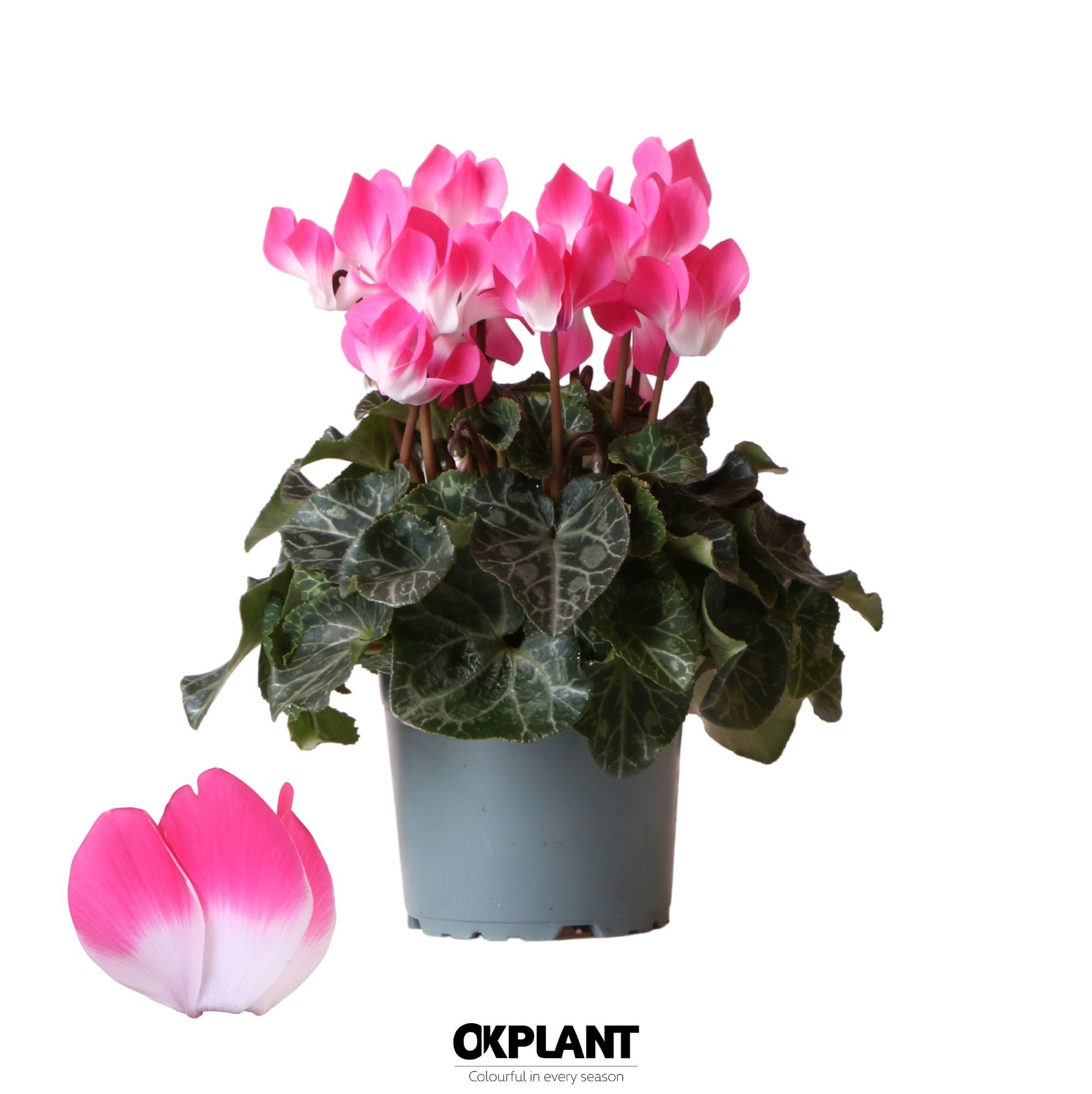 Cyclamen Indiaka magenta, D 12
