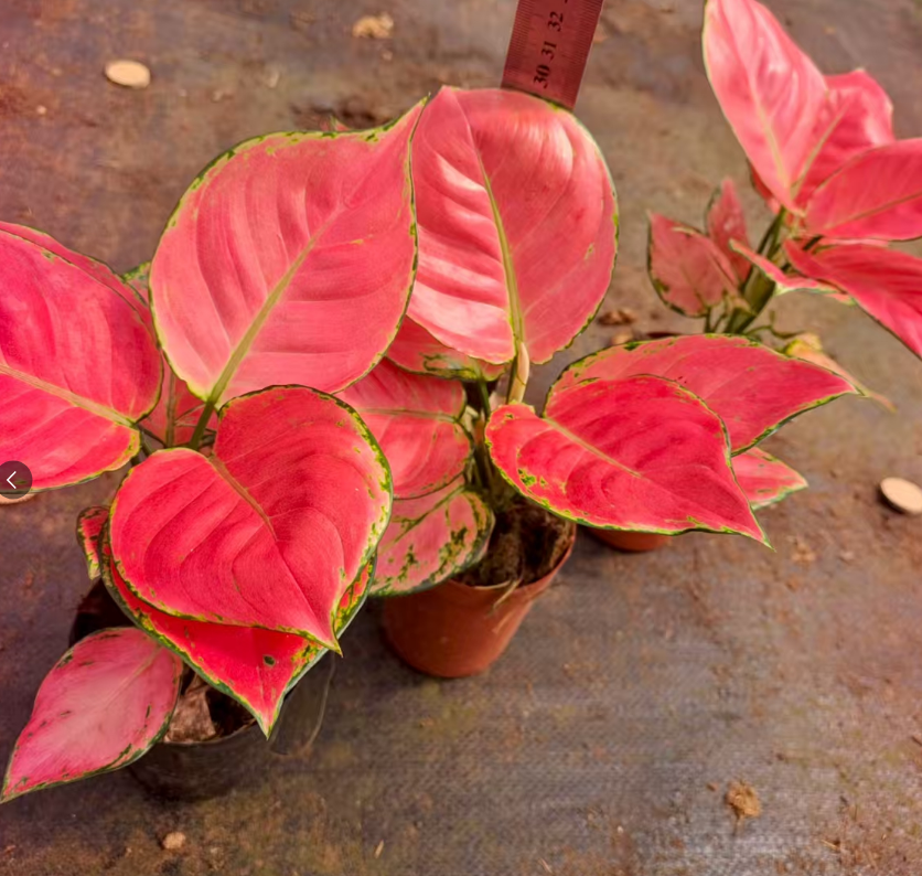 Аглаонема пинк стар 10 9 25