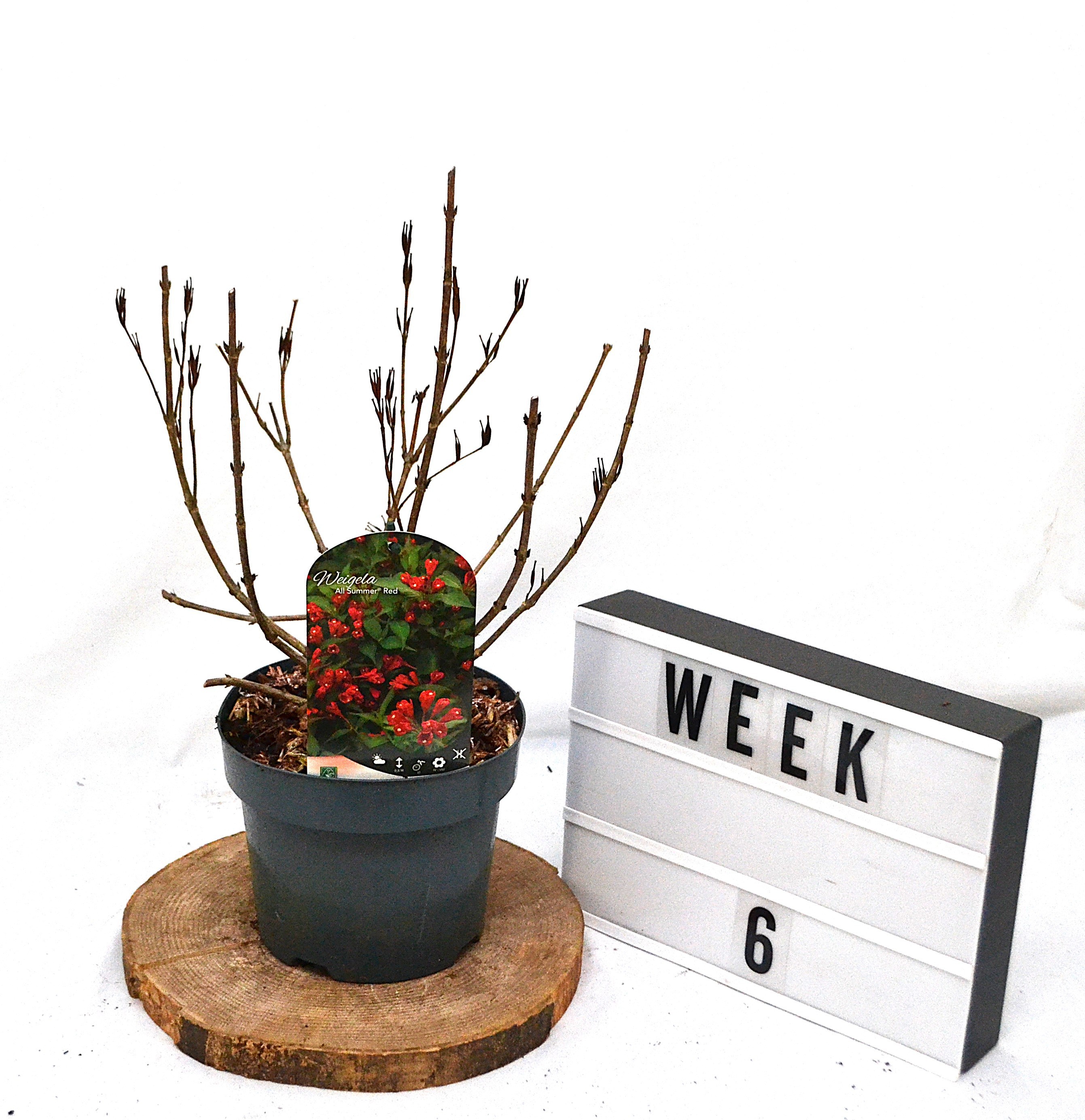 Weigela All Summer Red C3, D 19