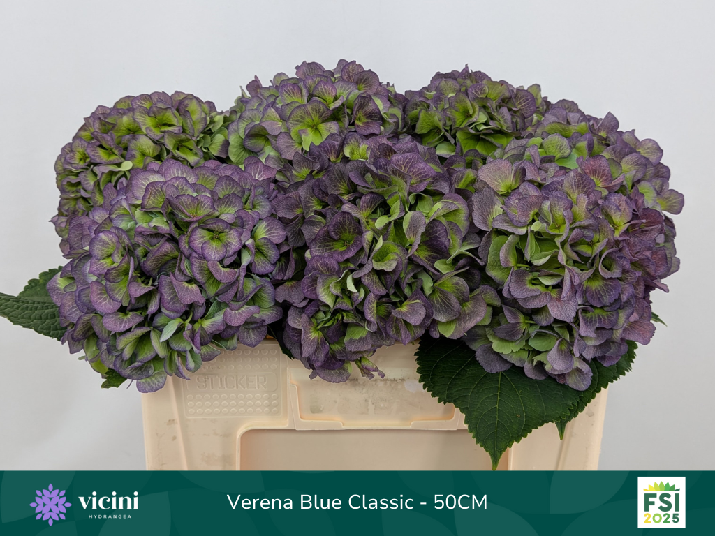 Гортензия Верена Блю Классик 50, шт.