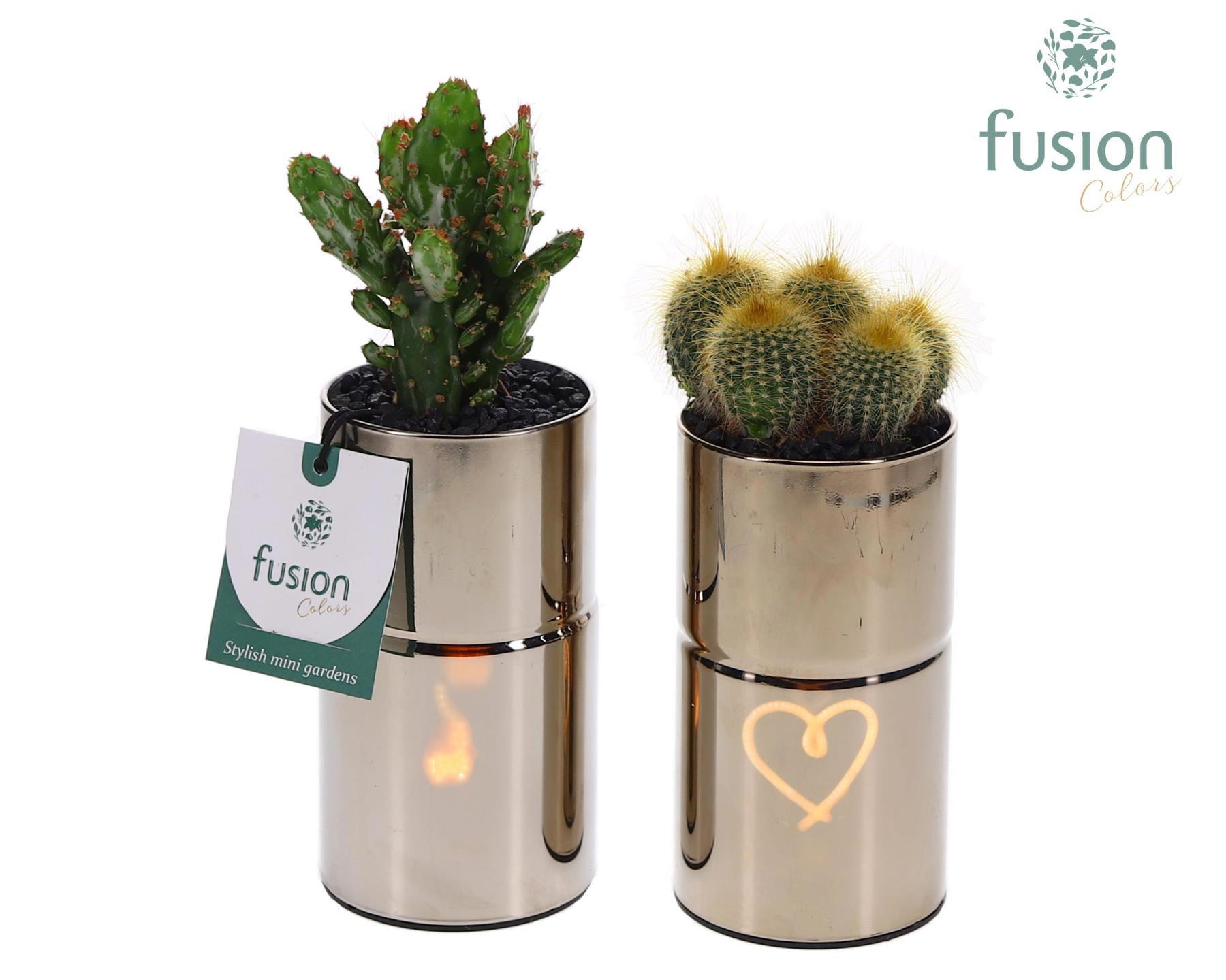 LED Glas tube planter met Cactus, D 7