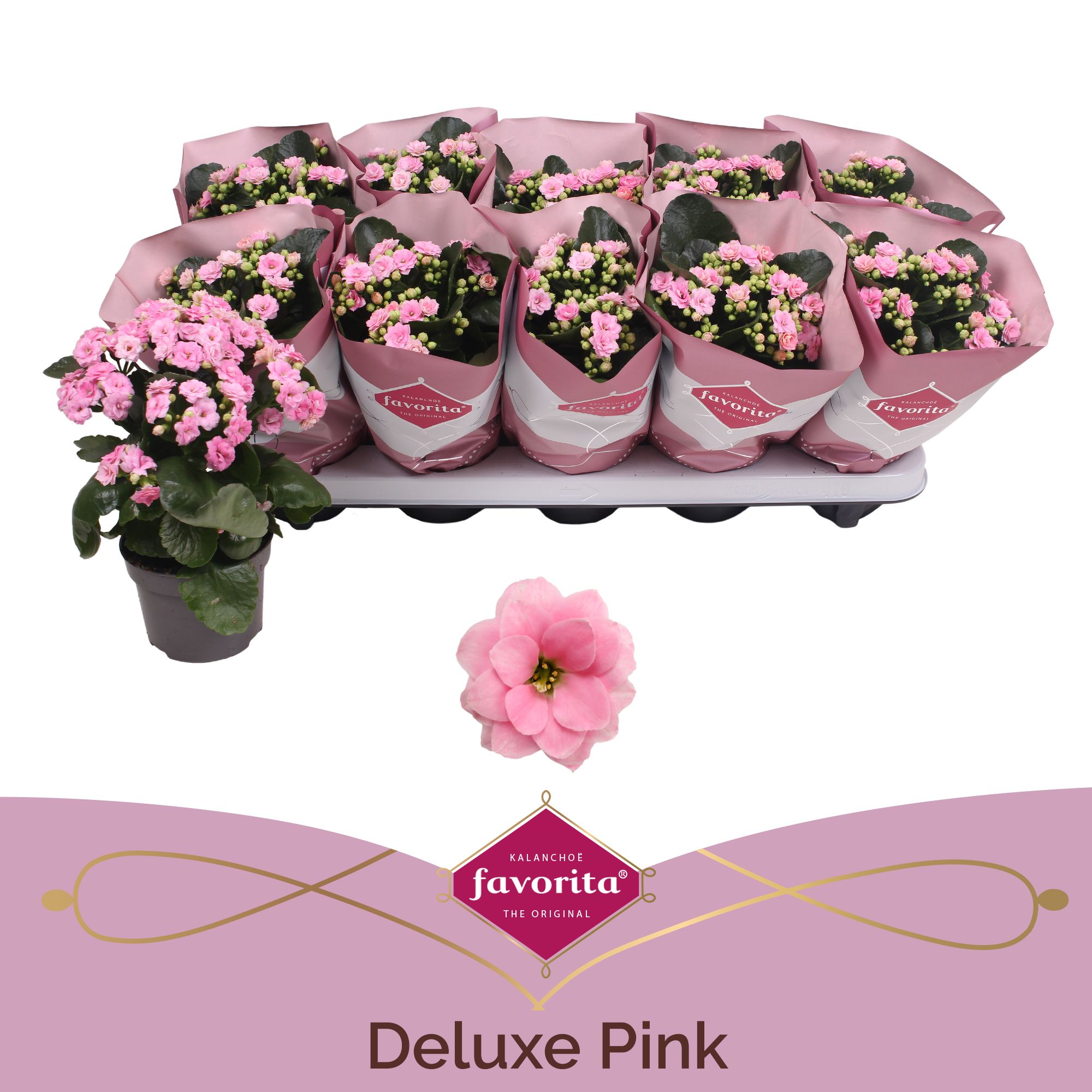 Kalanchoe Double Deluxe Pink stadium 2, D 10,5 cm Kalanchoe Double Deluxe Pink stadium 2, D 10,5 cm