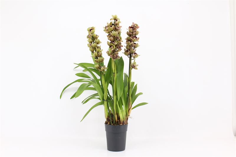 Cymbidium p14 Magic Bird mix 3T, D 14