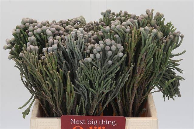 Бруния Лаевис 40, шт.