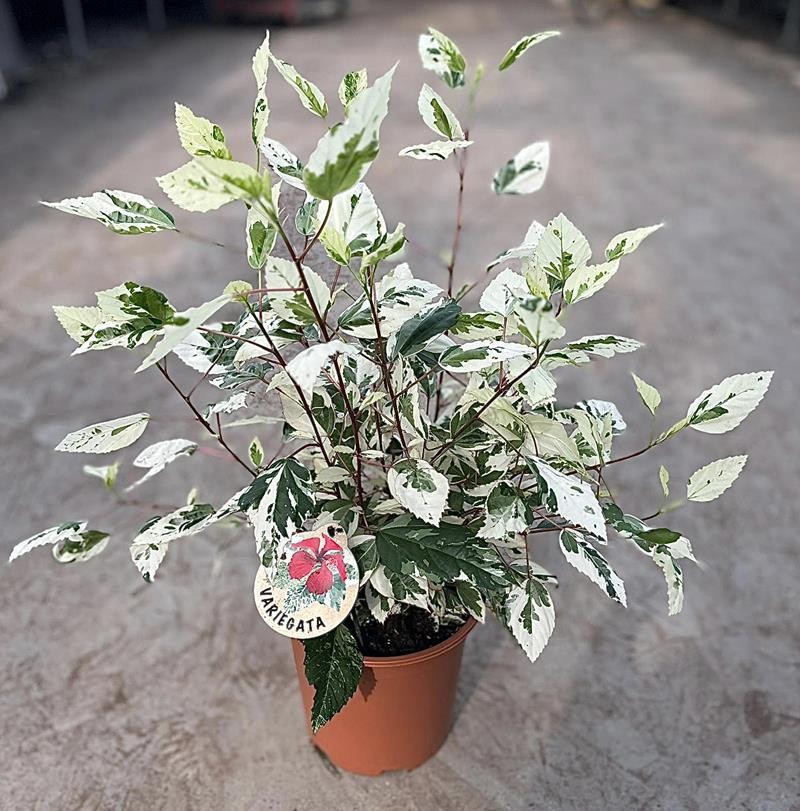 HIBISCUS ROSA SINENSIS 'VARIGATA', D 19 cm