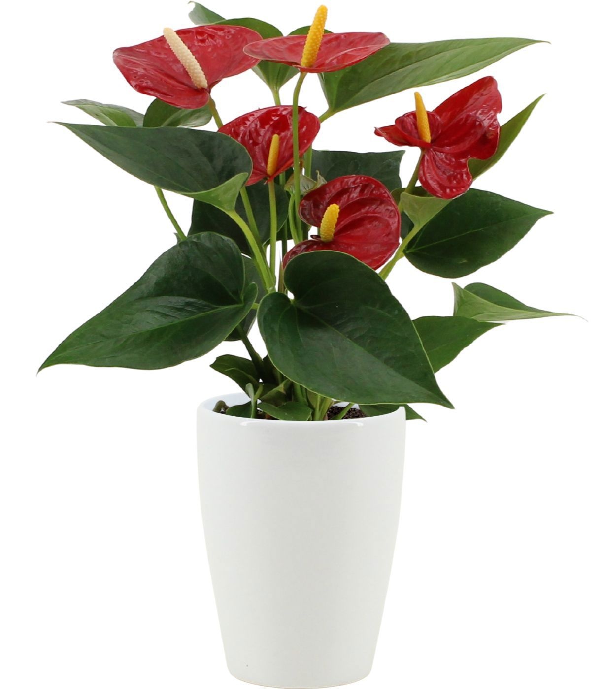 Anthurium Diamond Red in Julia ceramics, D 9 cm