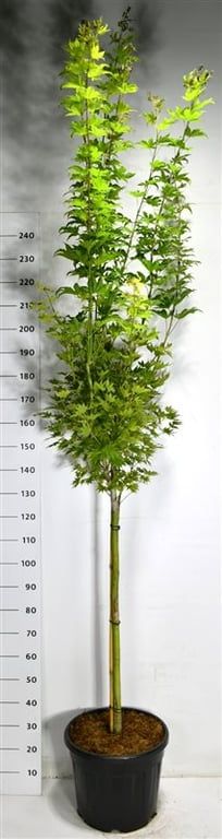 Acer shirasawanum 'Jordan', D 40