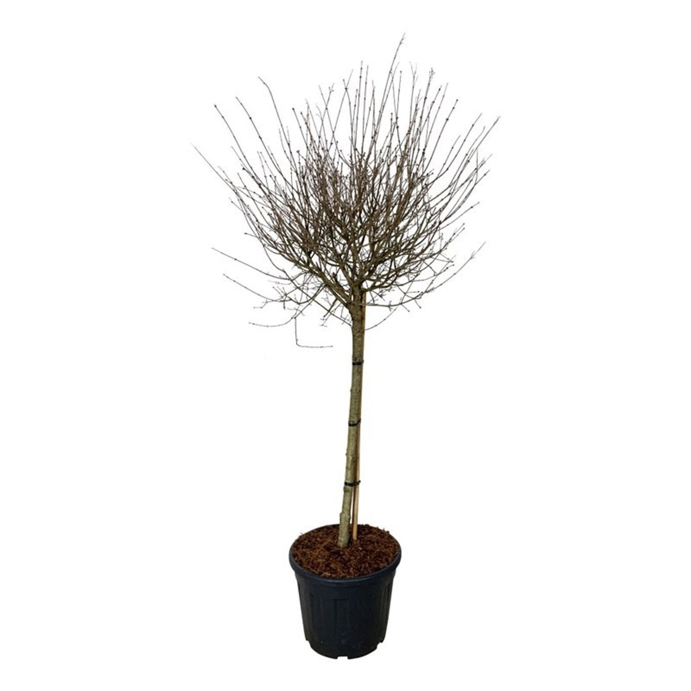 Syringa BLOOMERANG® 'Pink Perfume', D 40