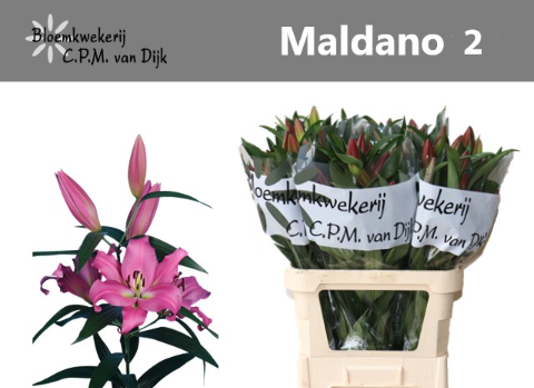 Лилия Малдано 95, шт.