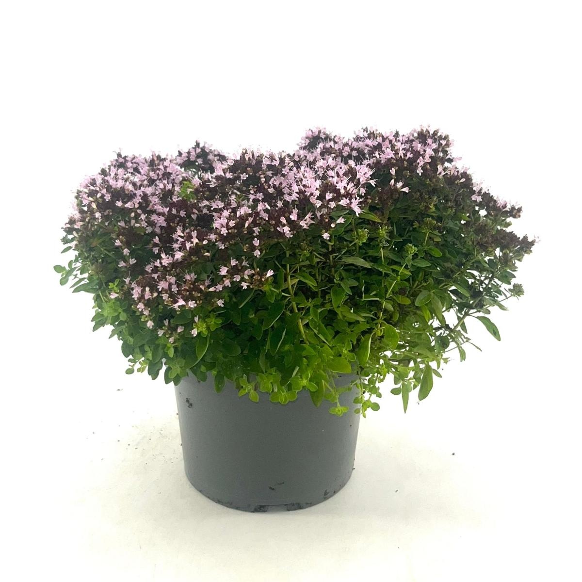Origanum vulg. 'Compactum', D 17 cm