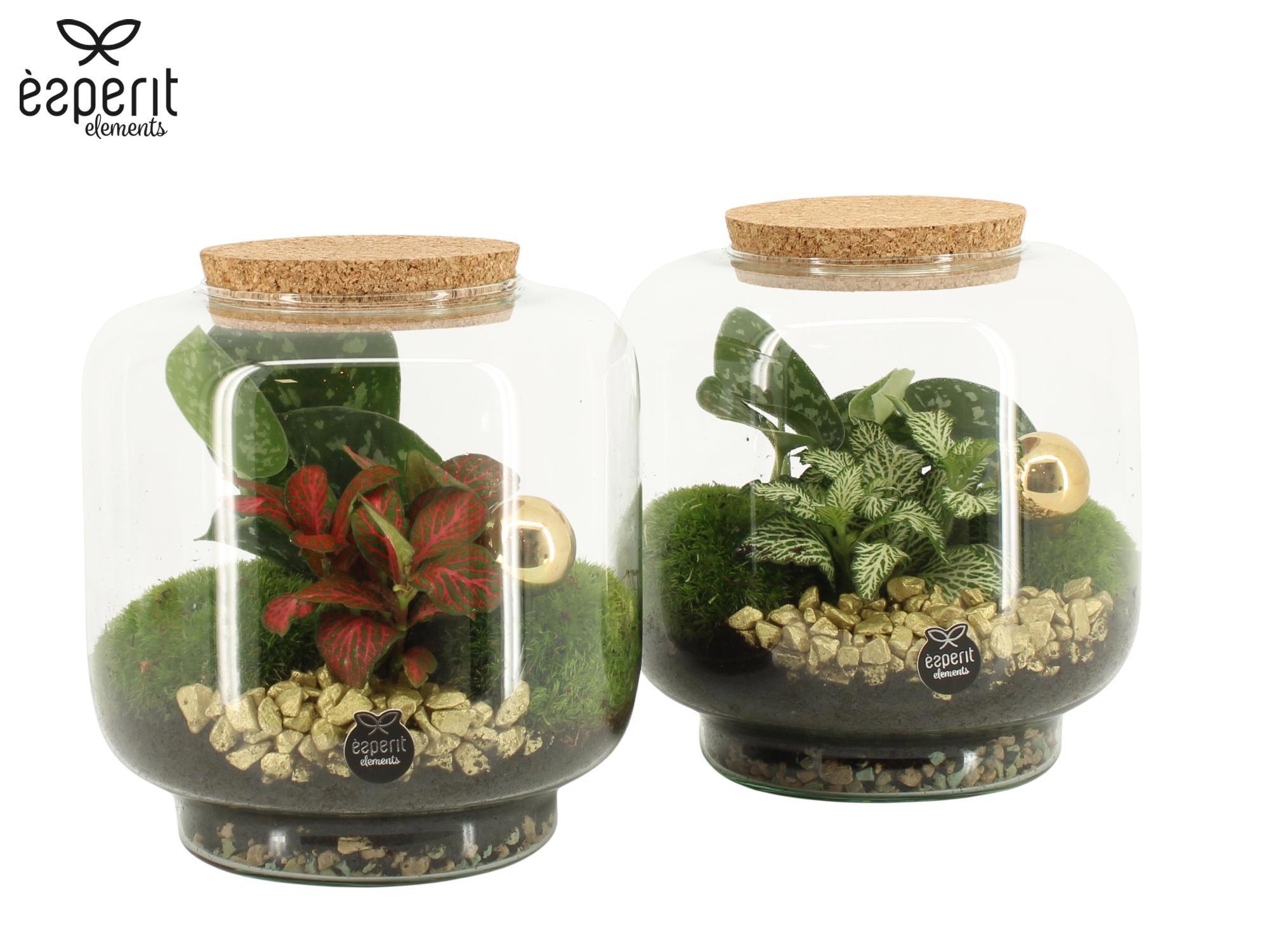 62062: X-mas terrarium, D 17