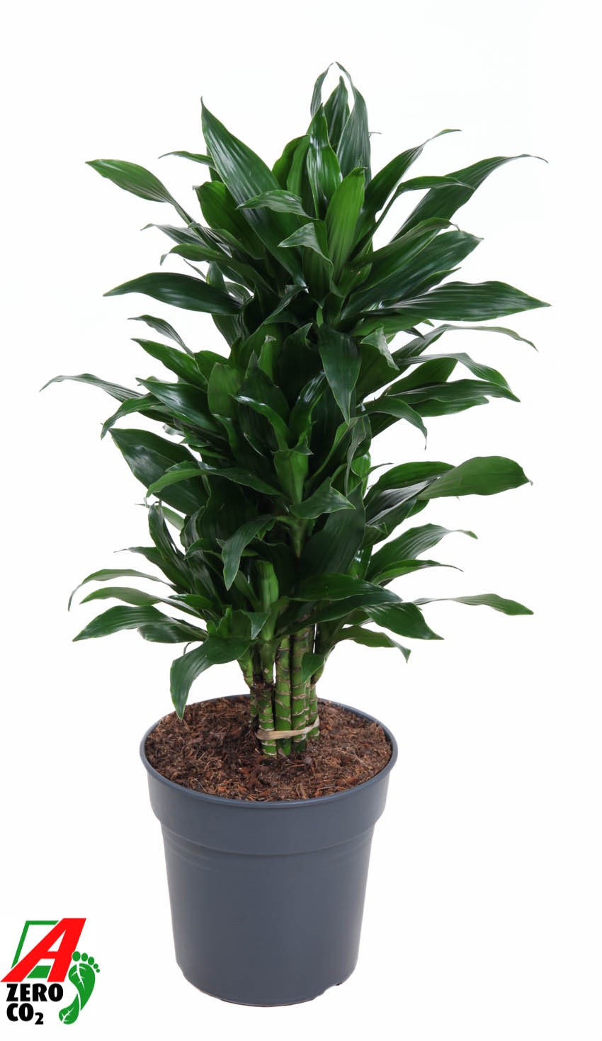 Dracaena Green Jewel vertakt P24, D 24