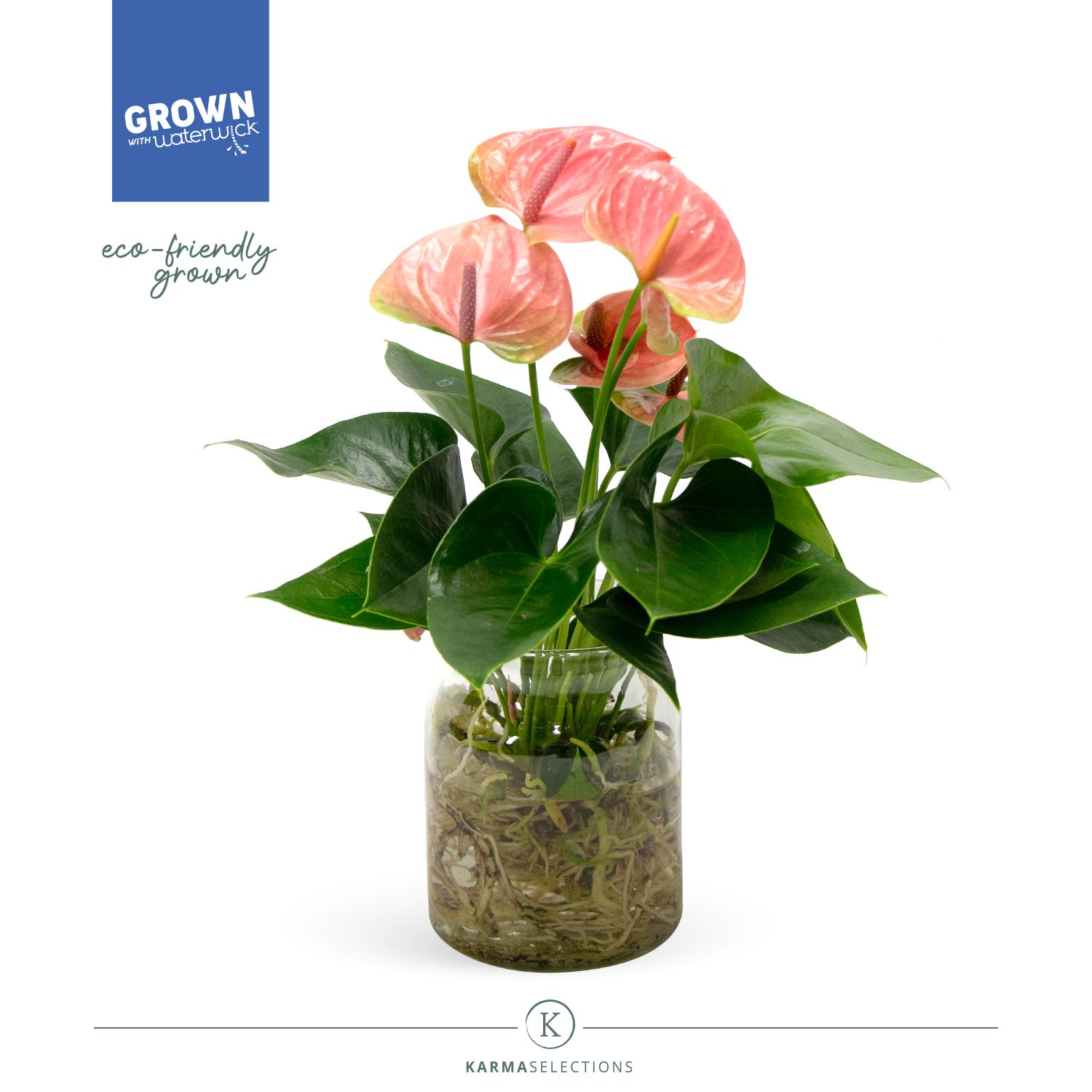 Mimesis Anthurium KARMA Pink - Agua di Karma Melkbus, D 14 cm