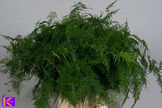 Аспарагус Сетацеус 55 (зел.), шт.