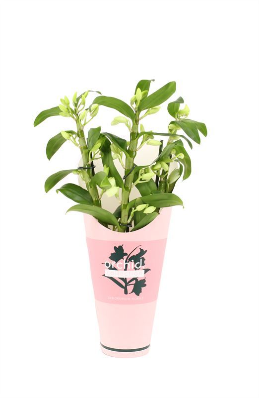 Potcover p12 orchid collection Dendr Nobile Apollon 3T18+tros compact, D 12 cm