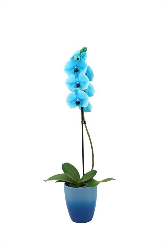 Change p12 blue Phal I am Ocean Blue 1T09+, D 12