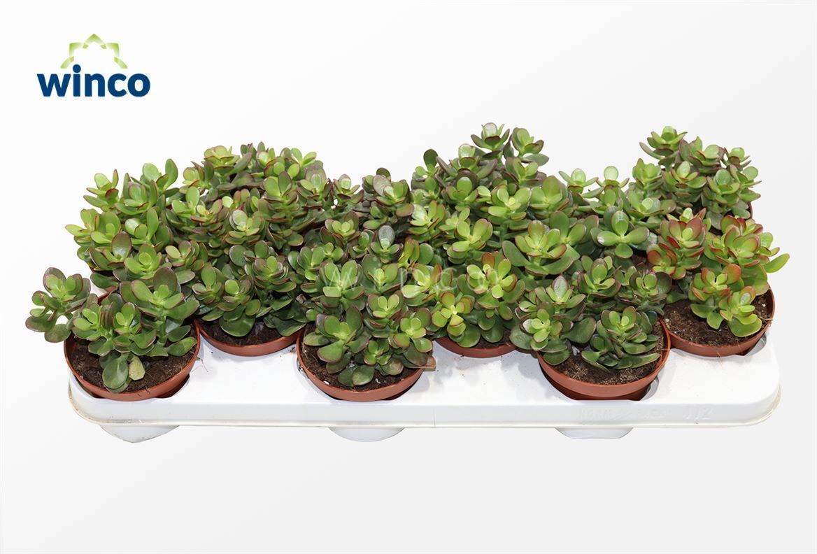 Crassula Minor, D 10,5 cm