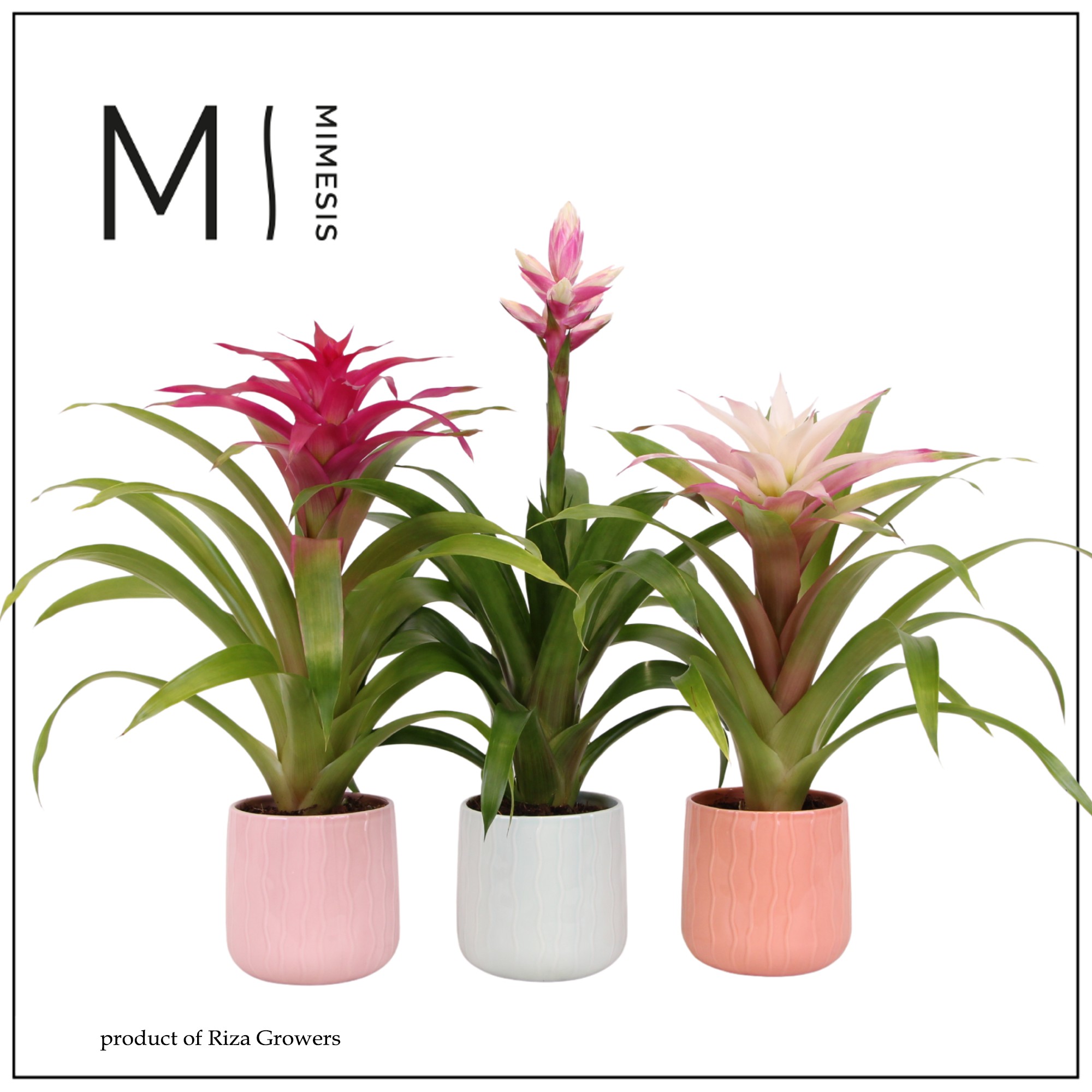 Bromelia Royal Charming - 12cm in Belize | Mimesis, D 12