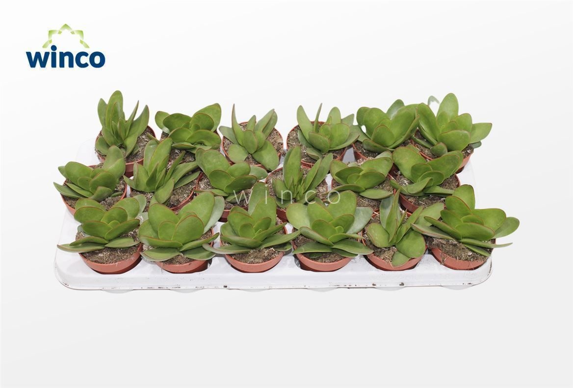 Crassula Cotyledonis Verde, D 8,5 cm