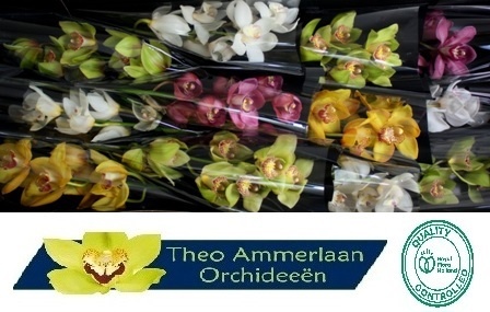 Цимбидиум Микс x12 50, шт.