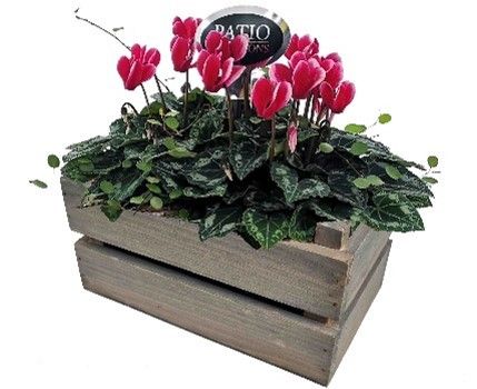 CYM790-9001 Cyclaam/Muehlenbeckia houten kistje S, D 20 cm