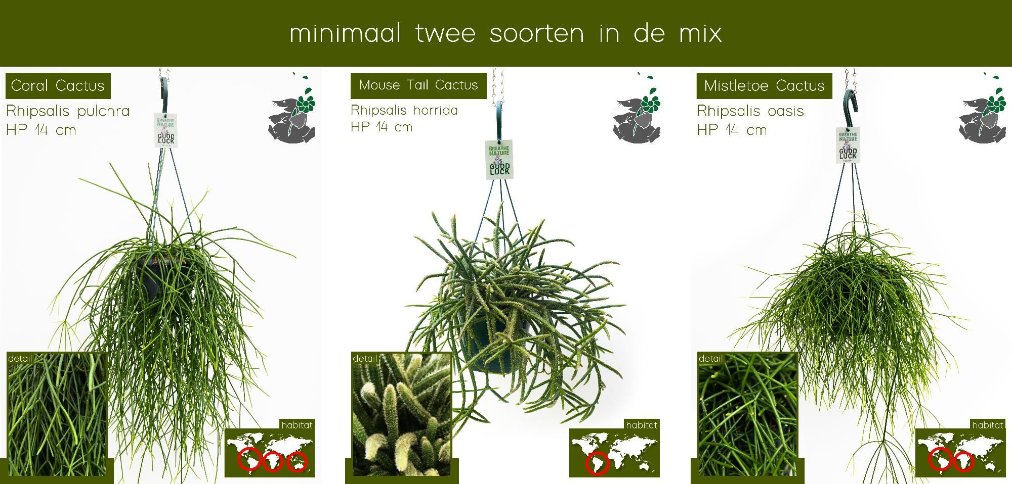Rhipsalis MIX HP14, D 14