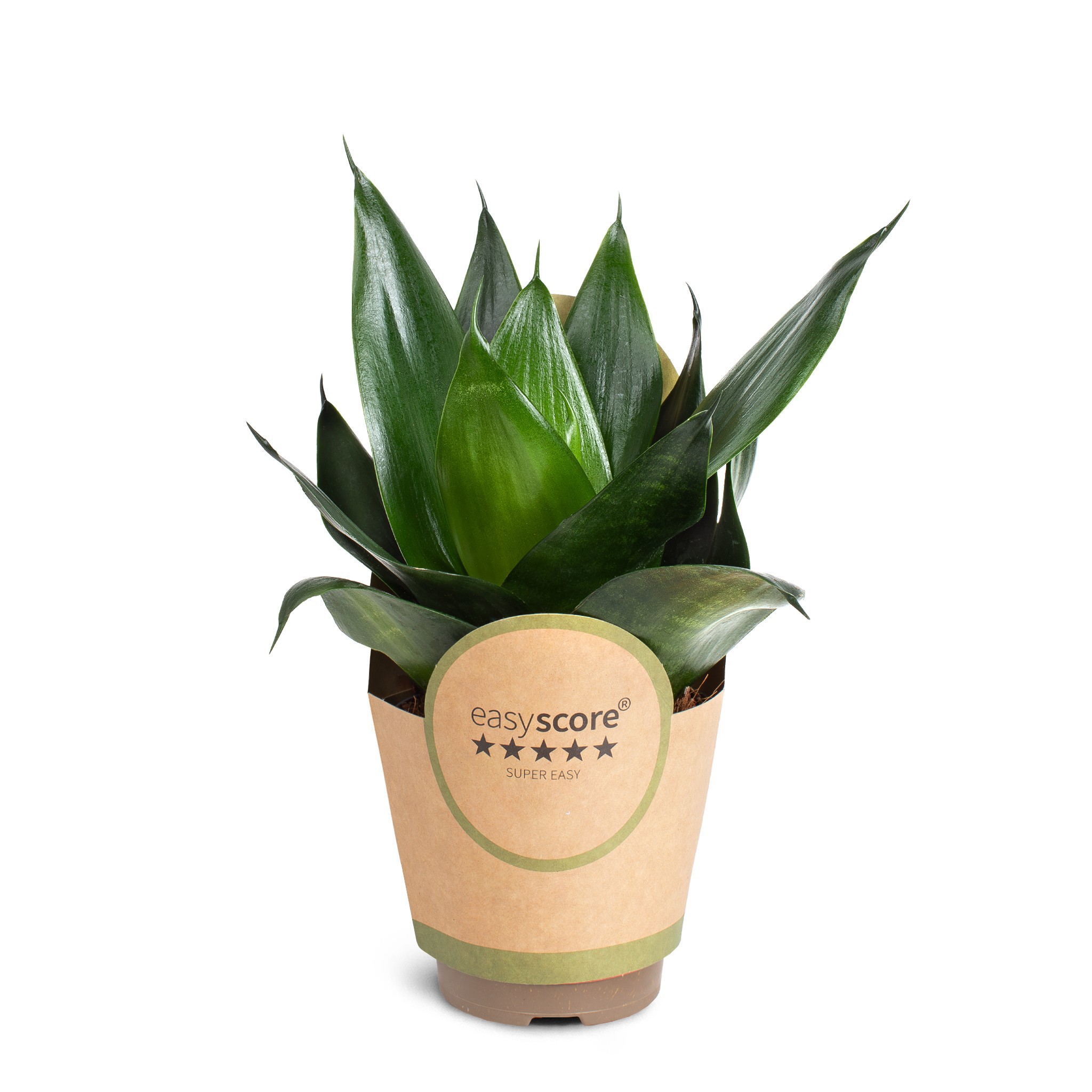 Sansevieria ´Hahnii Black´, D 11