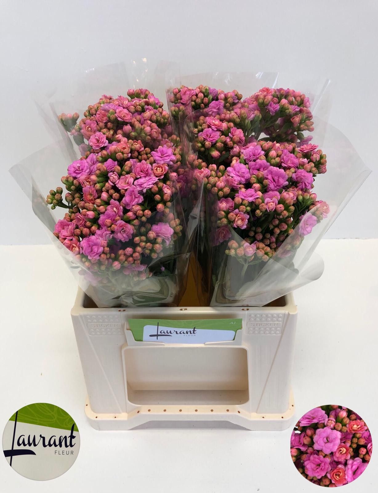 Каланхое Таффи Пинк Медоу 35, шт.