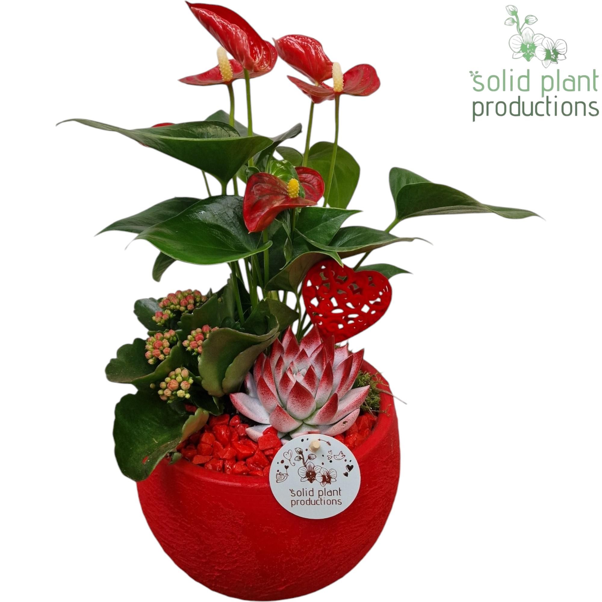 AE054 Esra Red Small, D 21