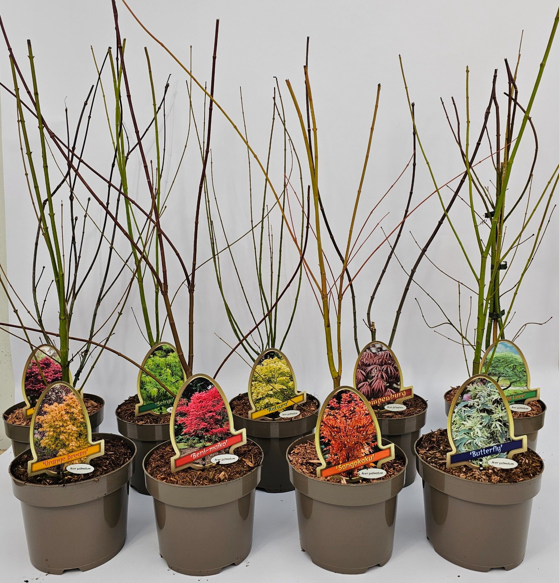 Acer palmatum 20cm, D 20