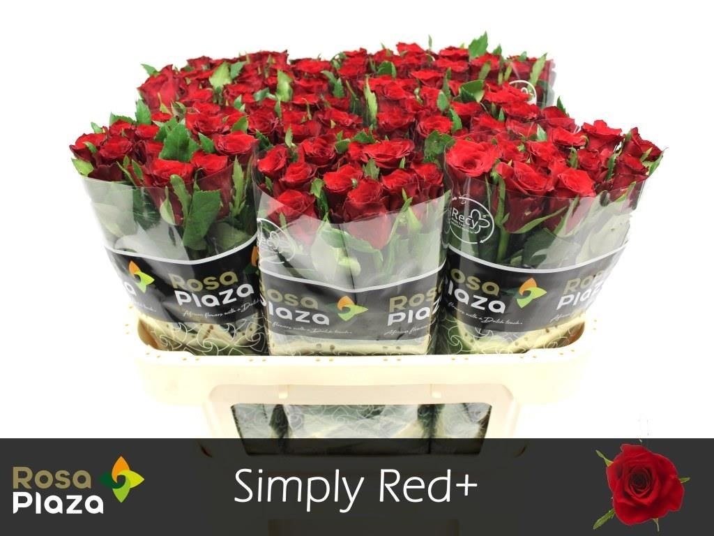Роза од. Симпл Рэд+ 70, шт.