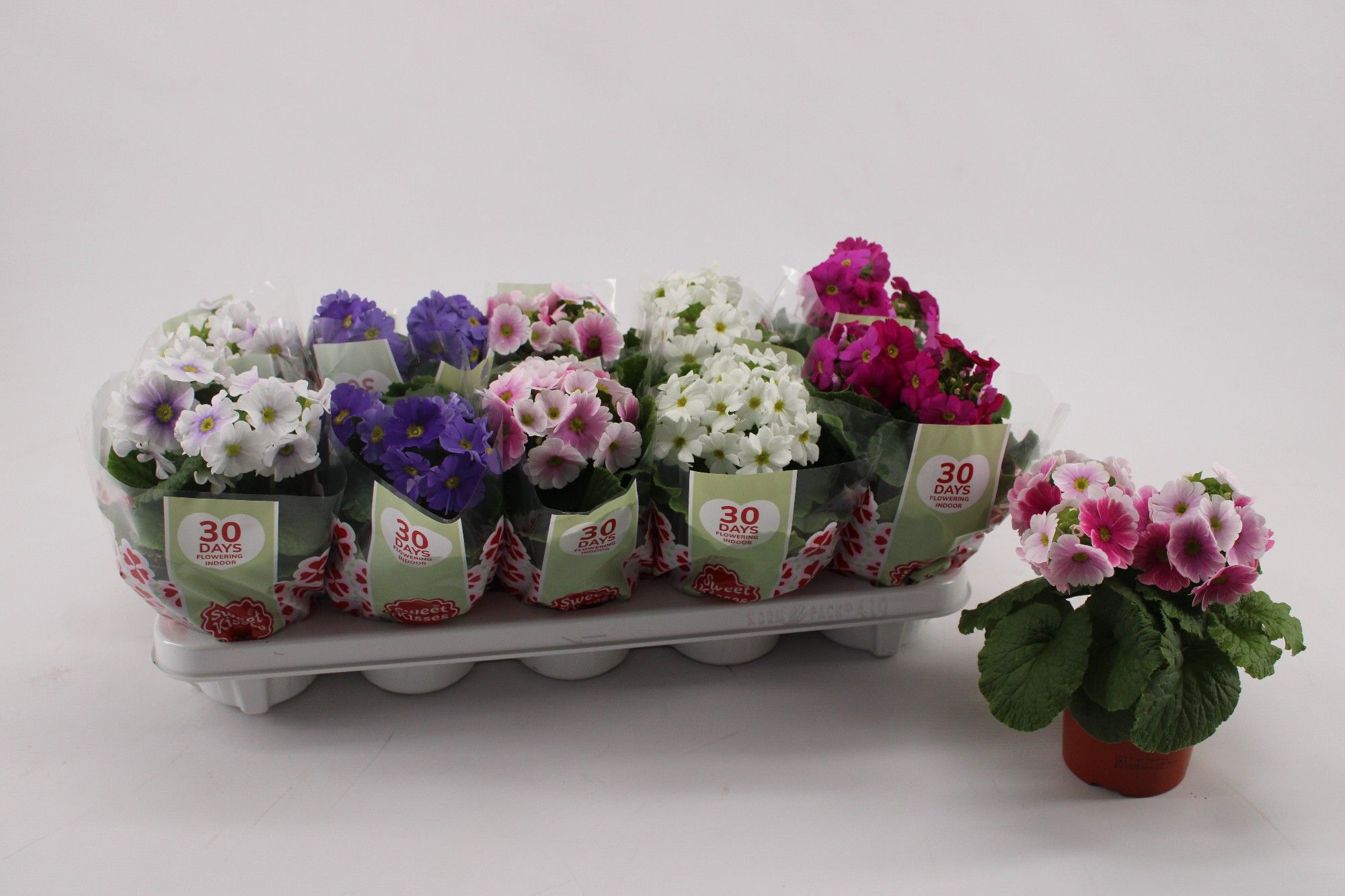 Primula Obconica Mix met hoes, D 10,5
