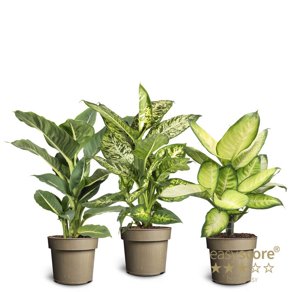 DIEFFENBACHIA MACULATA 'MARIANNE' MIX, D 17 cm