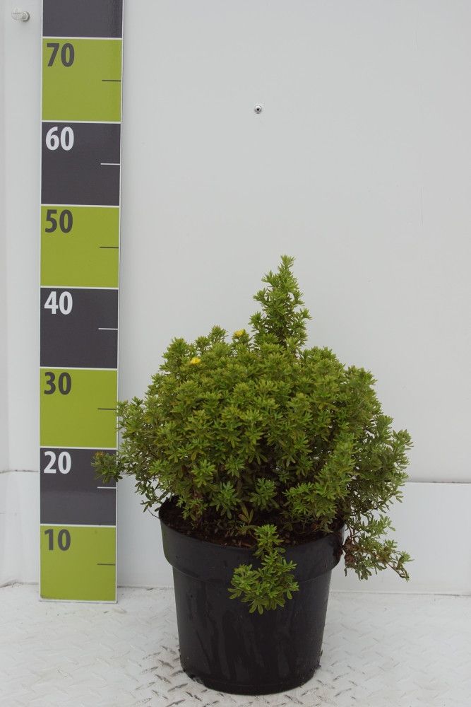 Potentilla 'Mango Tango' C 4,6, D 23