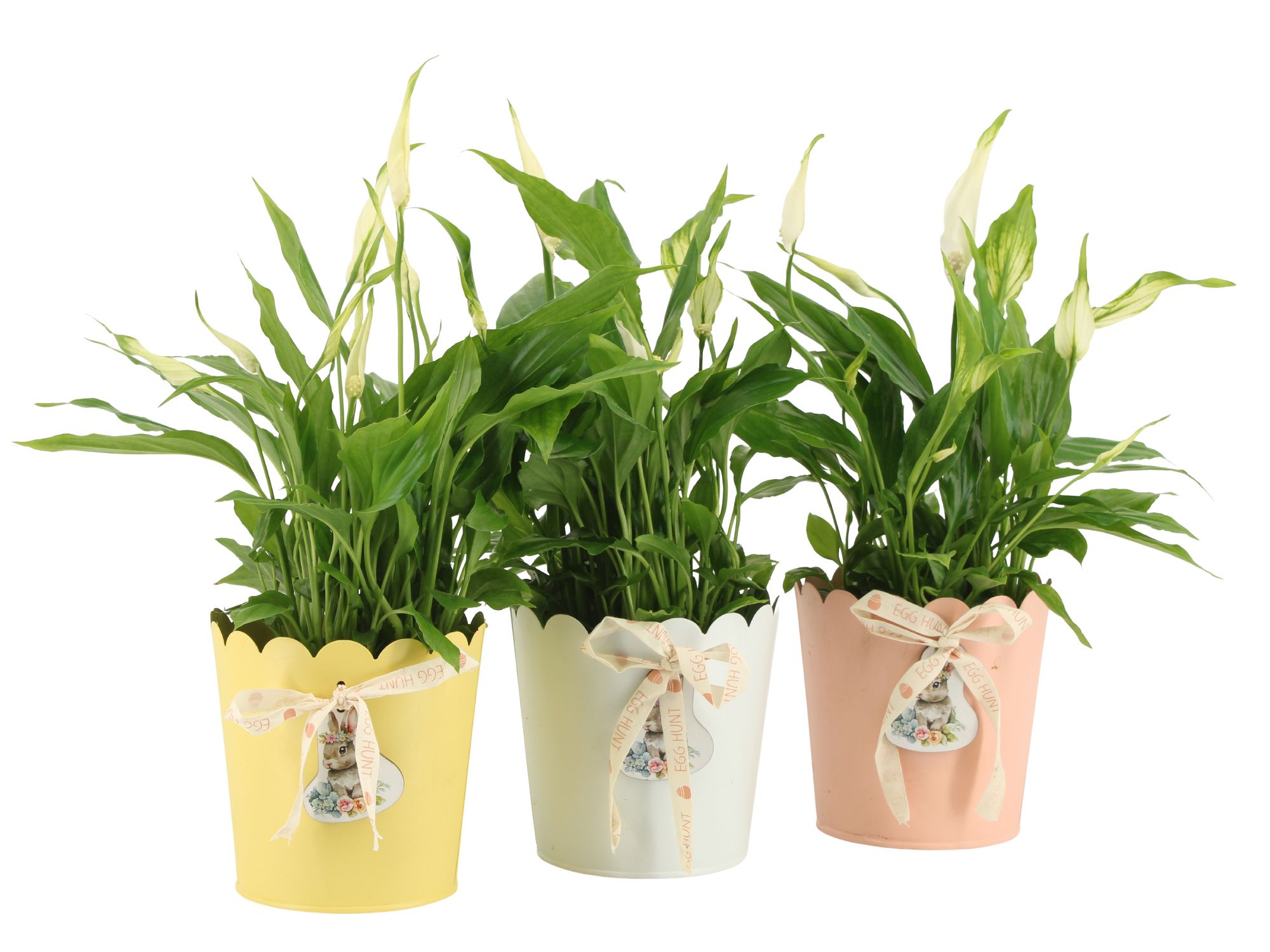 4501132: Solutionss Easter, D 10,5