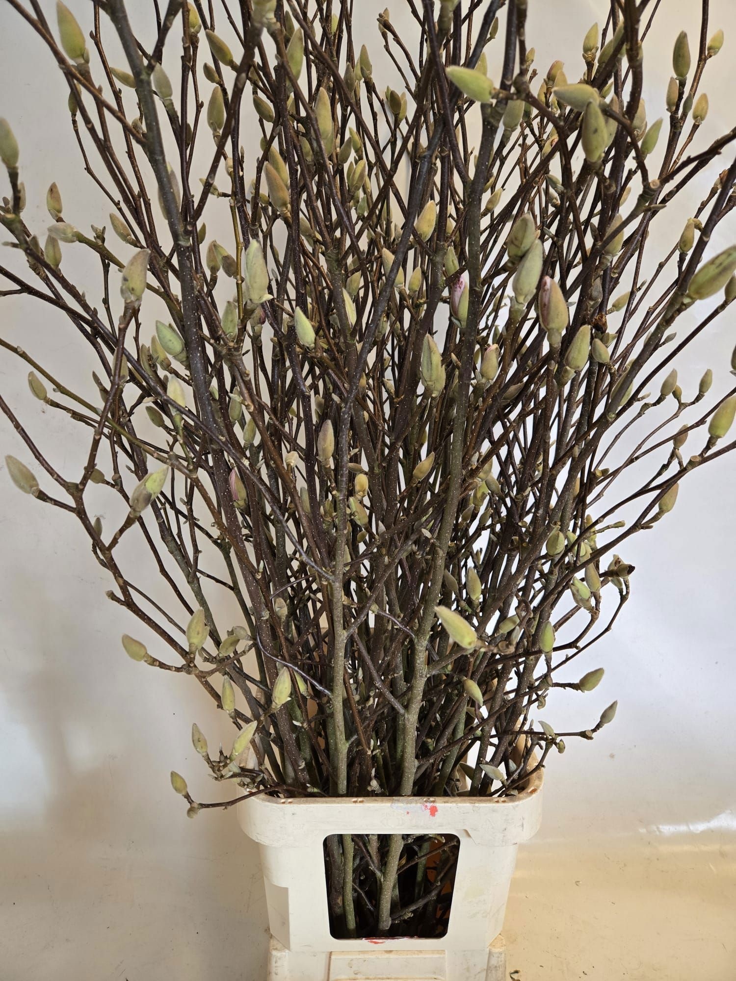 Магнолия Грандифлора 180, шт.