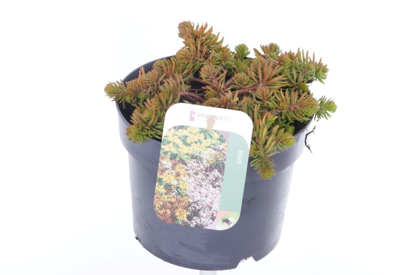 Sedum reflexum Angelina, D 17