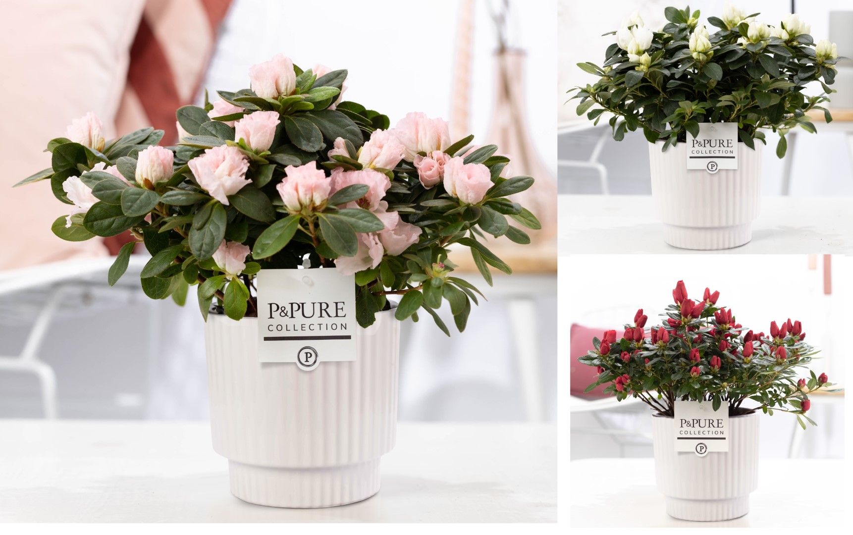 1st class Azalea mix in P&PURE Ivy ceramics shiny white, D 12