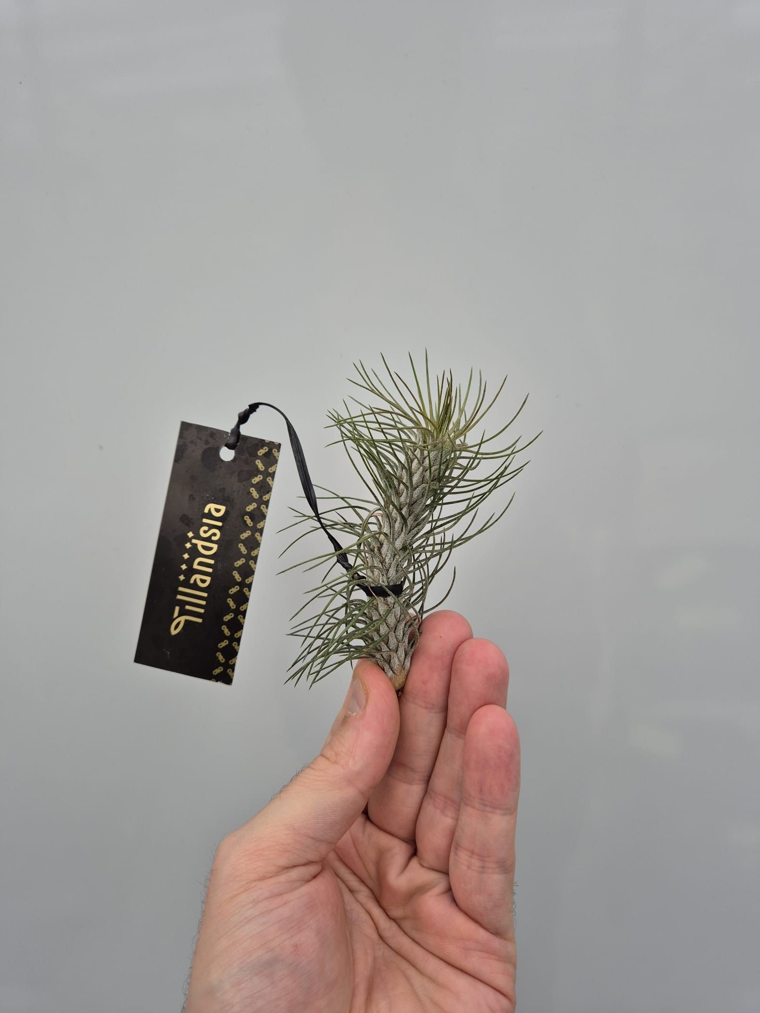 Tillandsia Funkiana "Curved" met Label, D 5