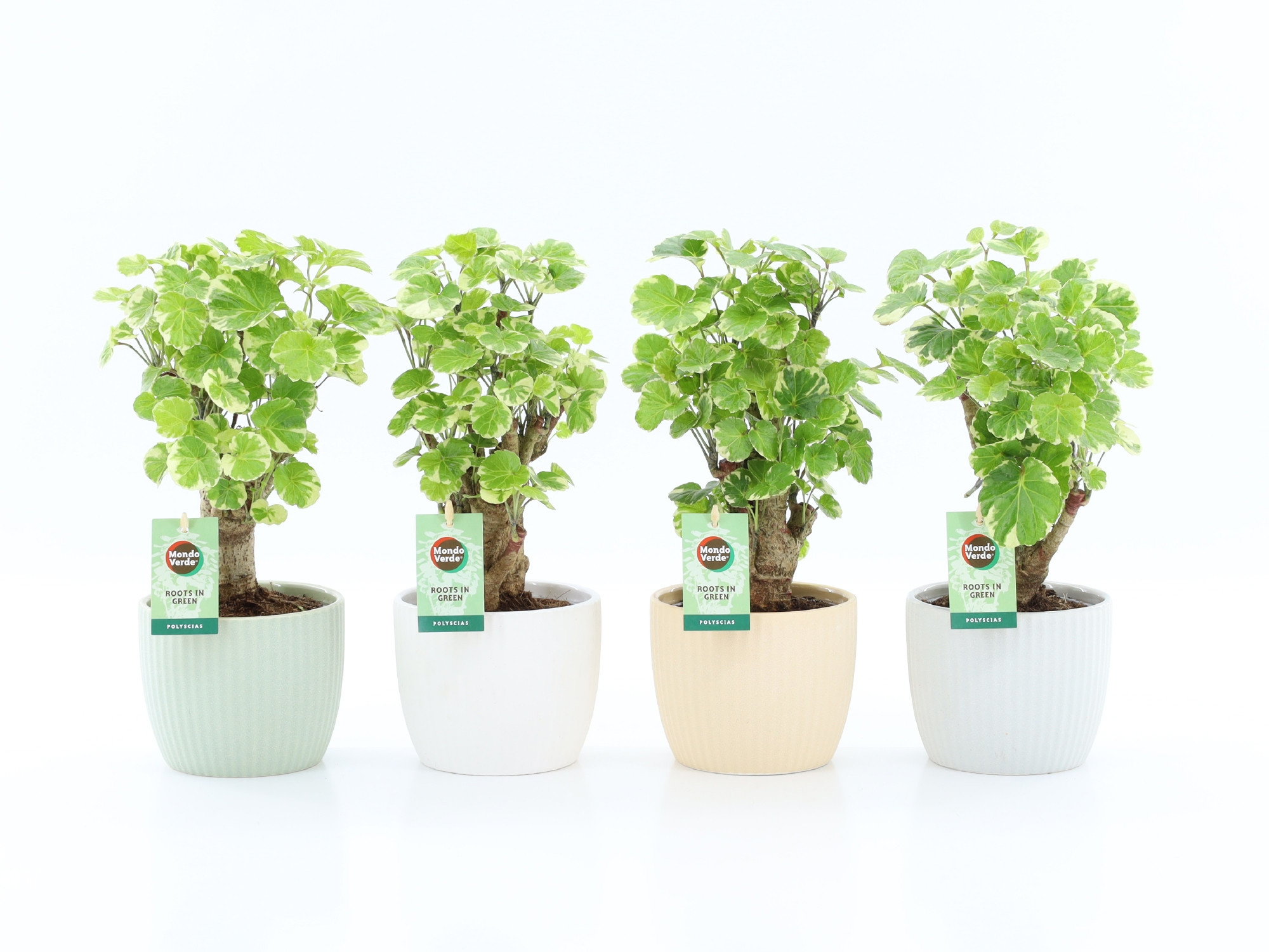 Polyscias Balfouriana in New Sandy Keramiek, D 13