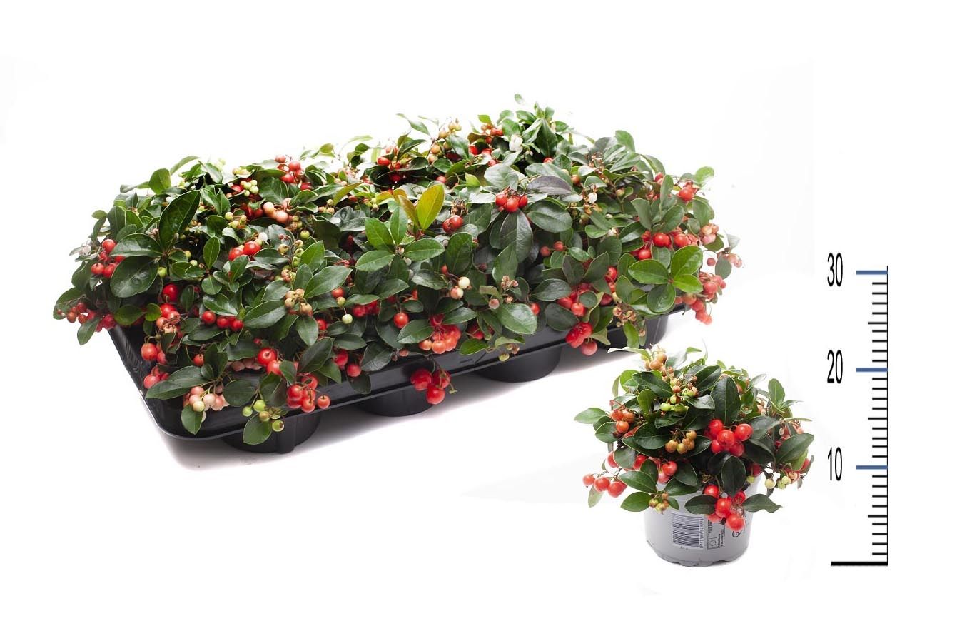 Gaultheria Big Berry, D 12 cm